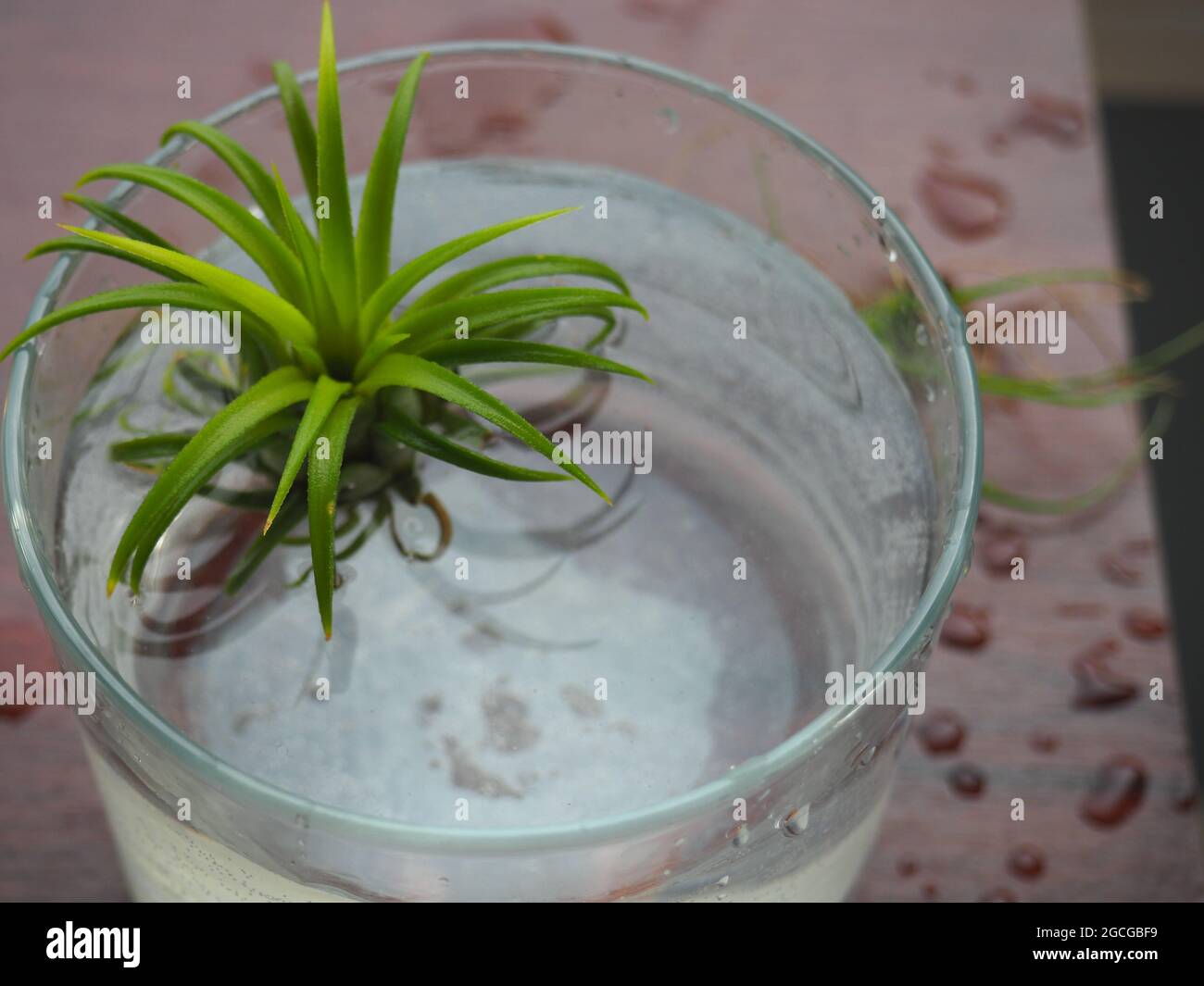 Planta de aire empapando en un tazón de agua Foto de stock