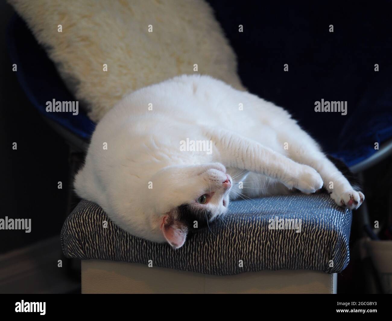Juguetones poses de gatito blanco y negro Foto de stock