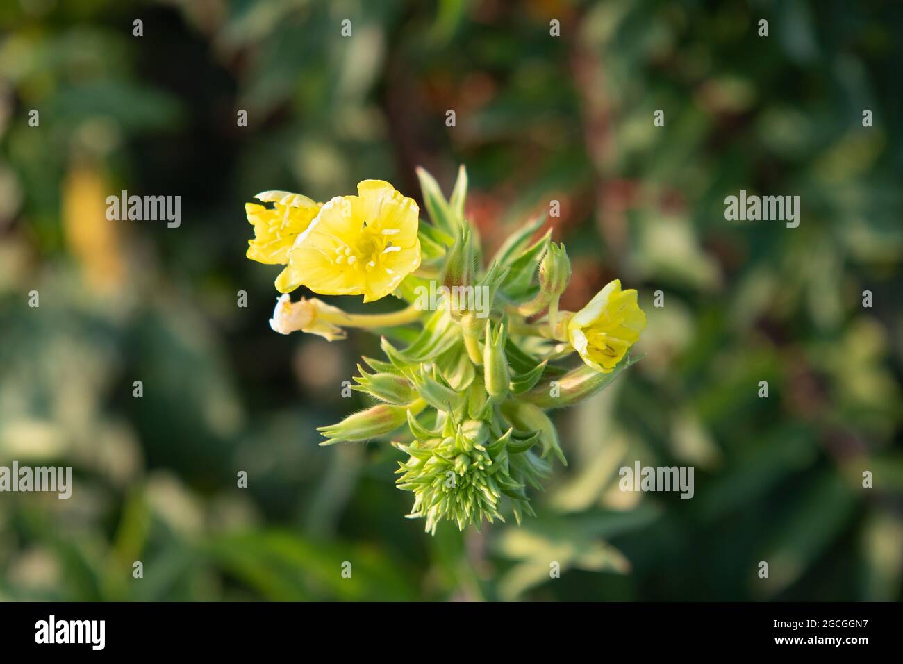 Flores amarillas en verano Foto de stock