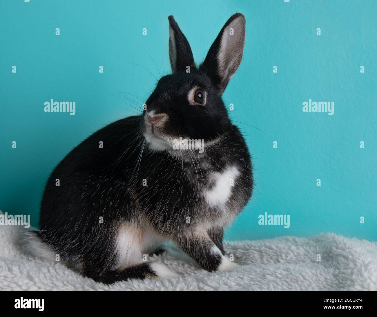 Conejo blanco y negro Foto de stock