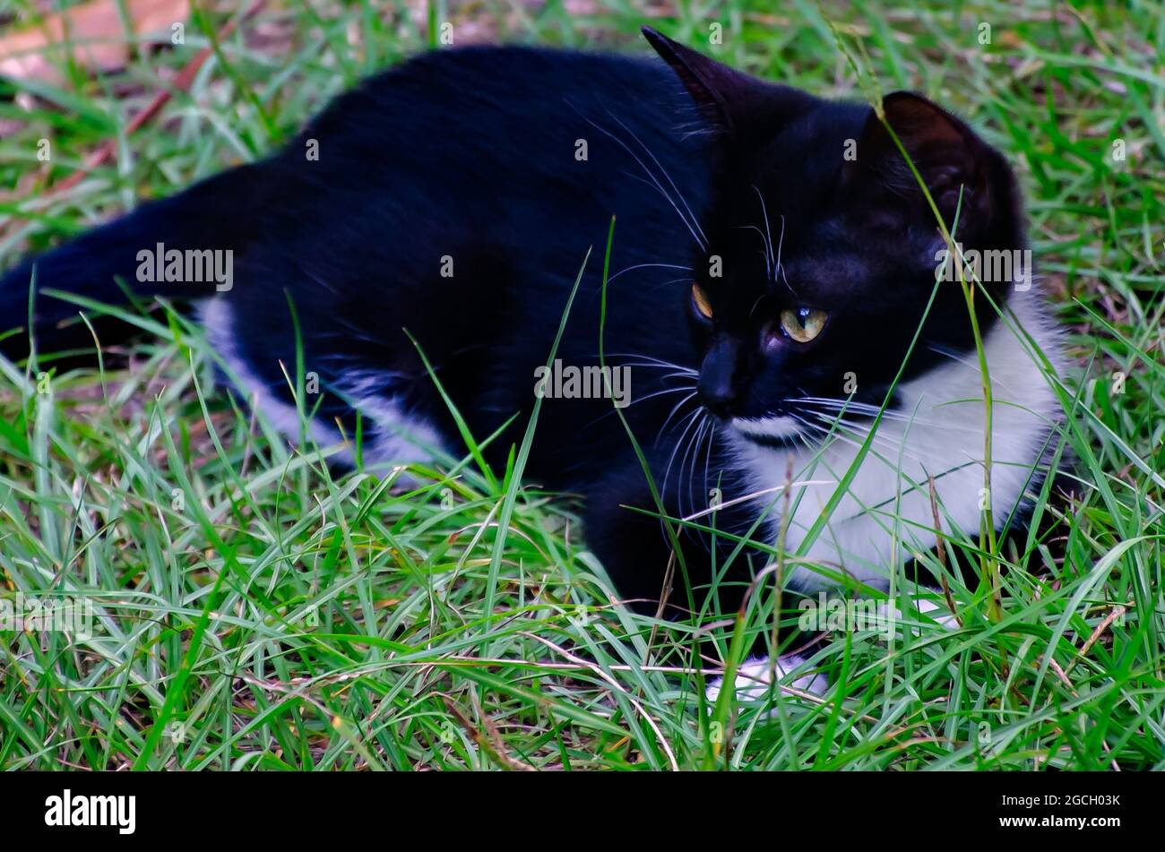 Fancy, un gatito de tuxedo blanco y negro, juega en la hierba, 8 de agosto de 2021. Los gatos de Tuxedo reciben su nombre por su patrón de color blanco y negro. Foto de stock