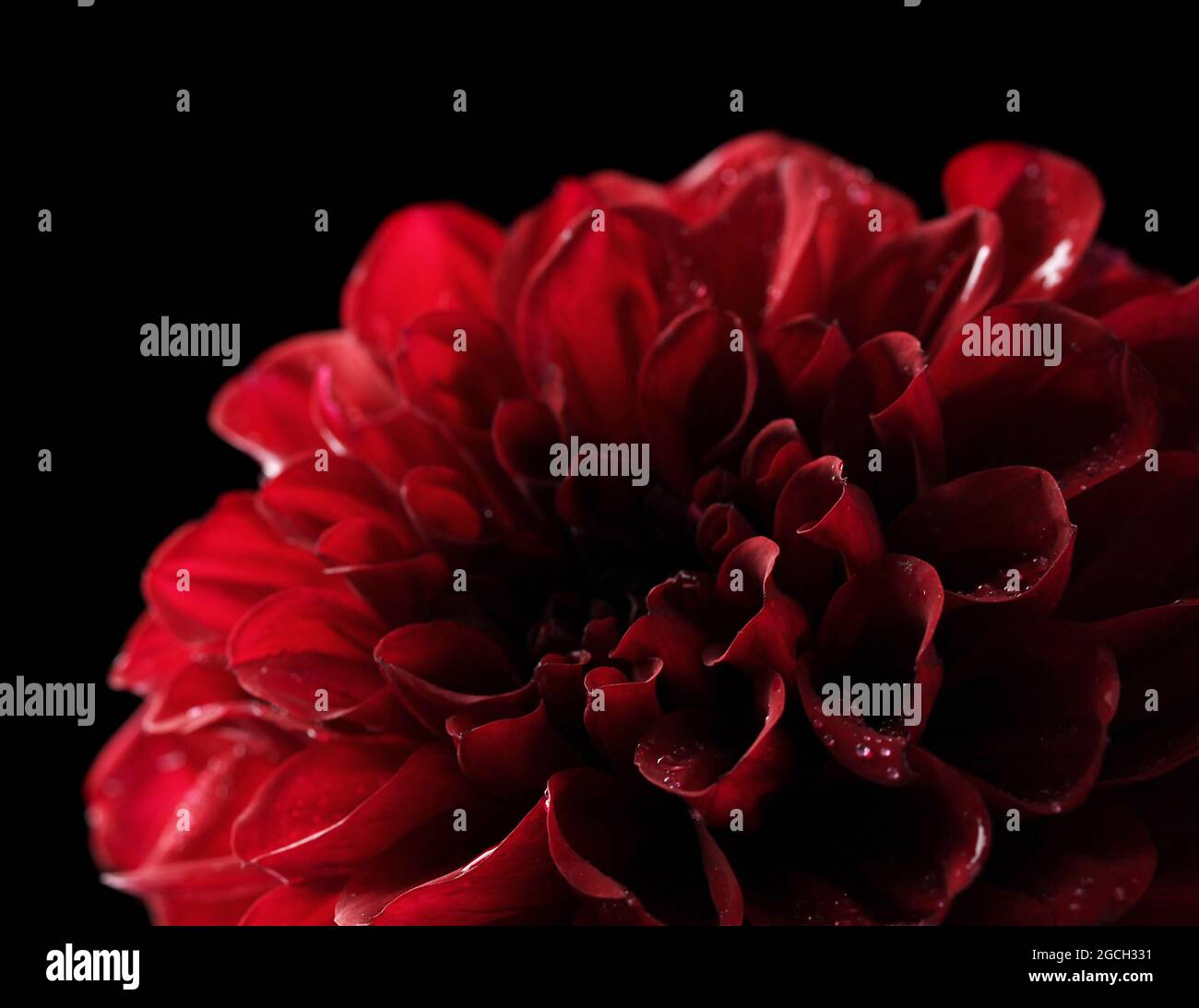 La dalia negra, aislados en flor Fotografía de stock - Alamy