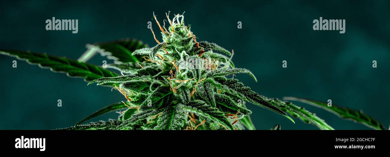 Panorama del cannabis. Bandera de marihuana con flores en flor. Cultivo de cannabis con fines médicos Foto de stock