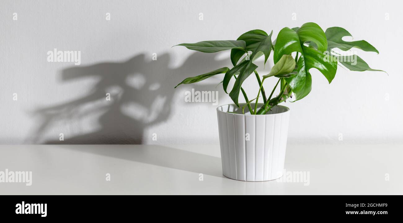Mini monstera o planta de hoja dividida en un estante blanco con fuerte  sombra de monstruo de miedo en una pared blanca. Modernas plantas exóticas  como casa interior moderna de Fotografía de