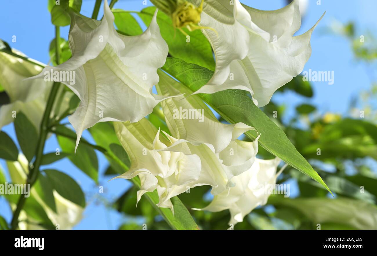 datura blanca en flor Foto de stock