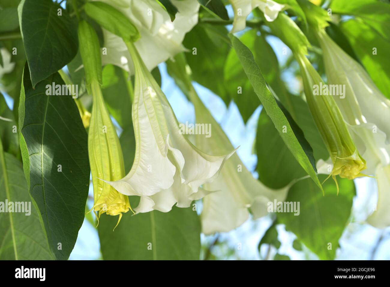 datura blanca en flor Foto de stock