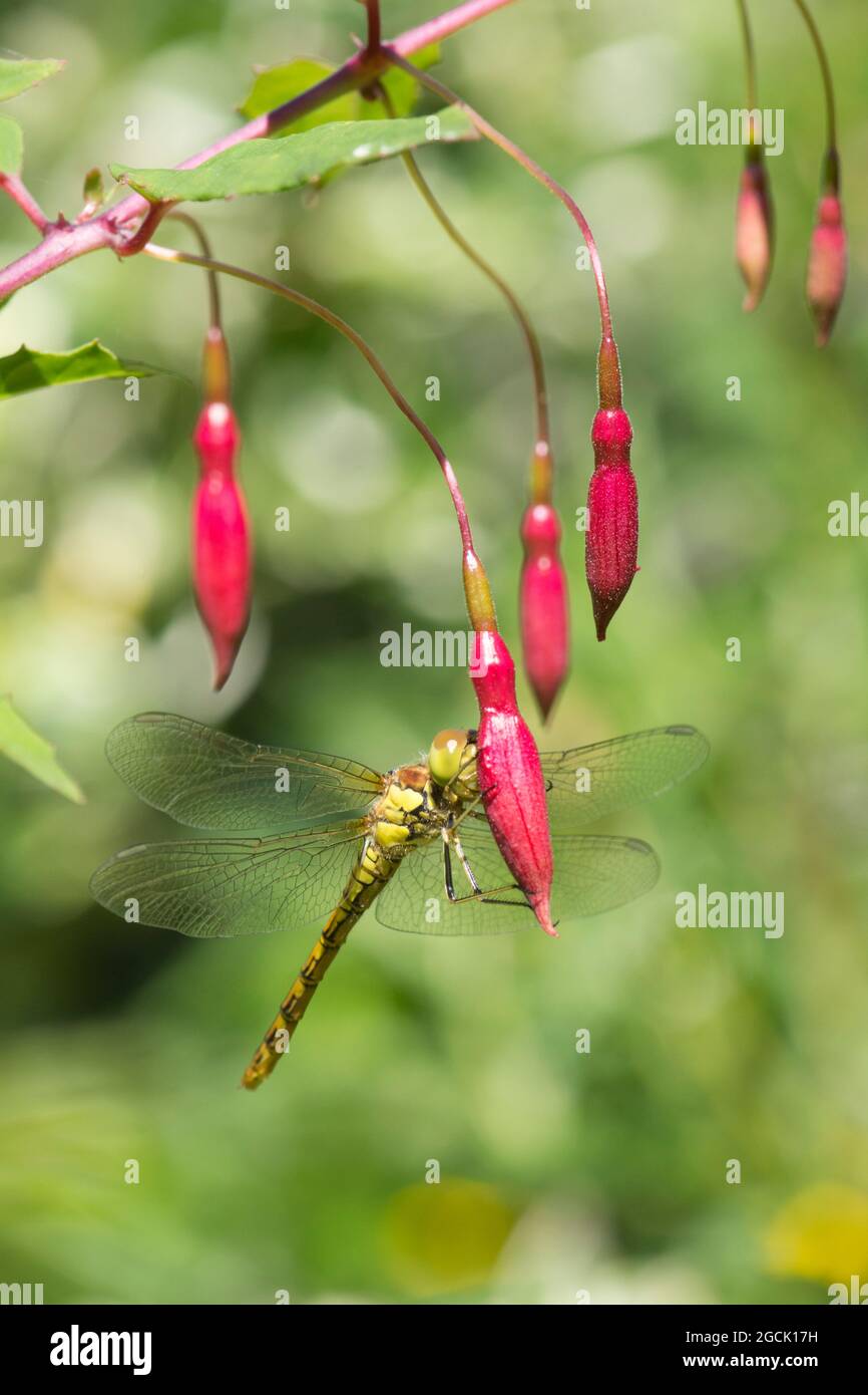 Darter común, Sympetrum striolatum, libélula femenina, en flor fucsia, julio, Foto de stock