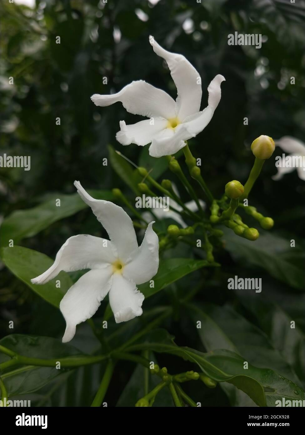 primer plano vertical de hermosas flores blancas de jazmín en el fondo de  brotes y hojas Fotografía de stock - Alamy