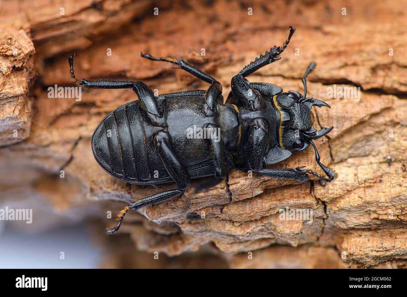 Debajo de un escarabajo hembra pequeño del ciervo Dorcus paralelipipedus sobre un fondo de madera podrida. Kent Inglaterra Reino Unido Foto de stock