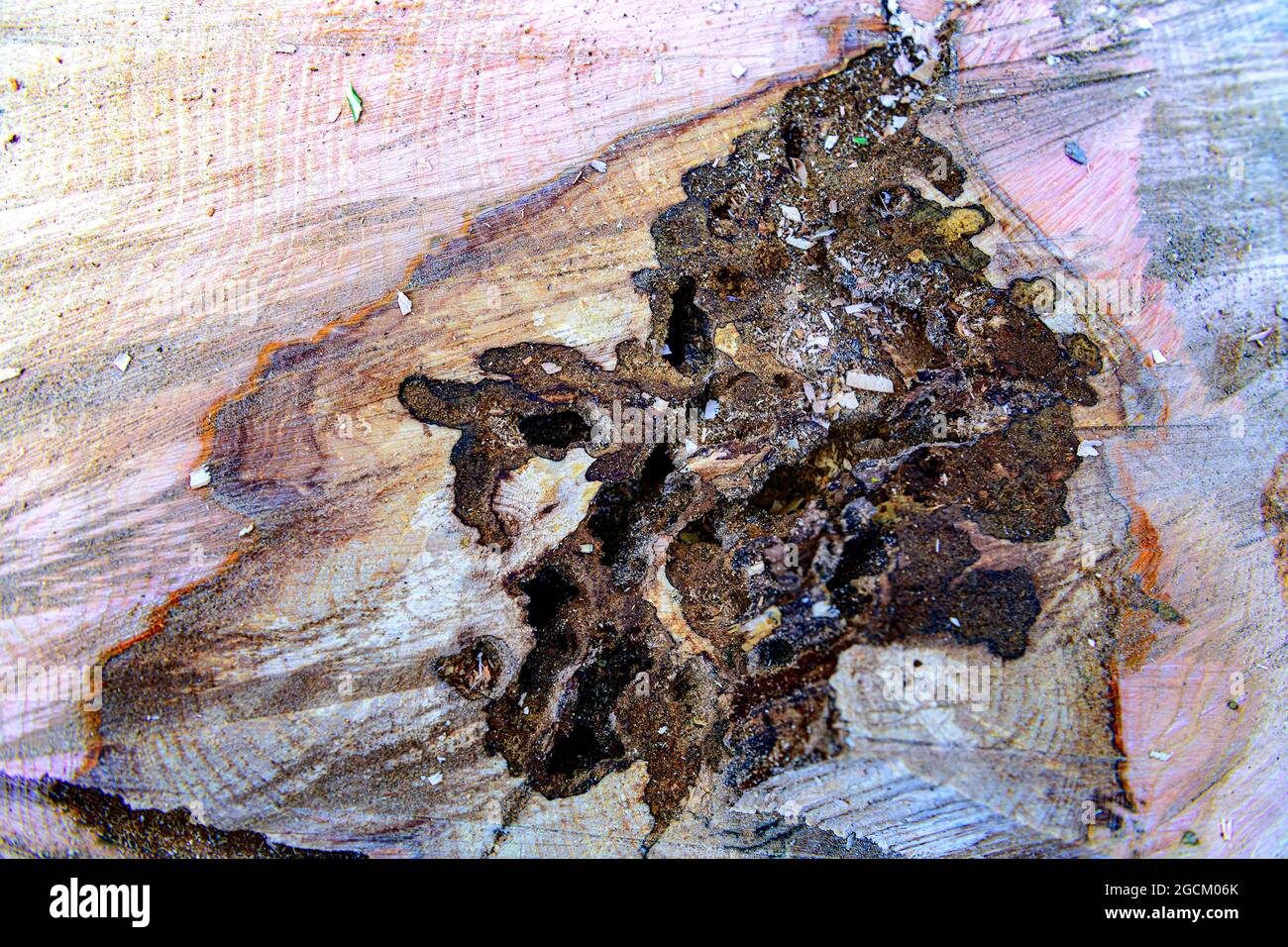 El árbol de ceniza topa los restos de un árbol talado muerto cortado abajo para la dieback de la ceniza y la podredumbre del duramen Foto de stock