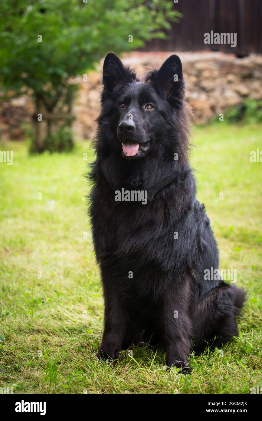 Perro pastor alemán negro fotografías e imágenes de alta resolución - Alamy