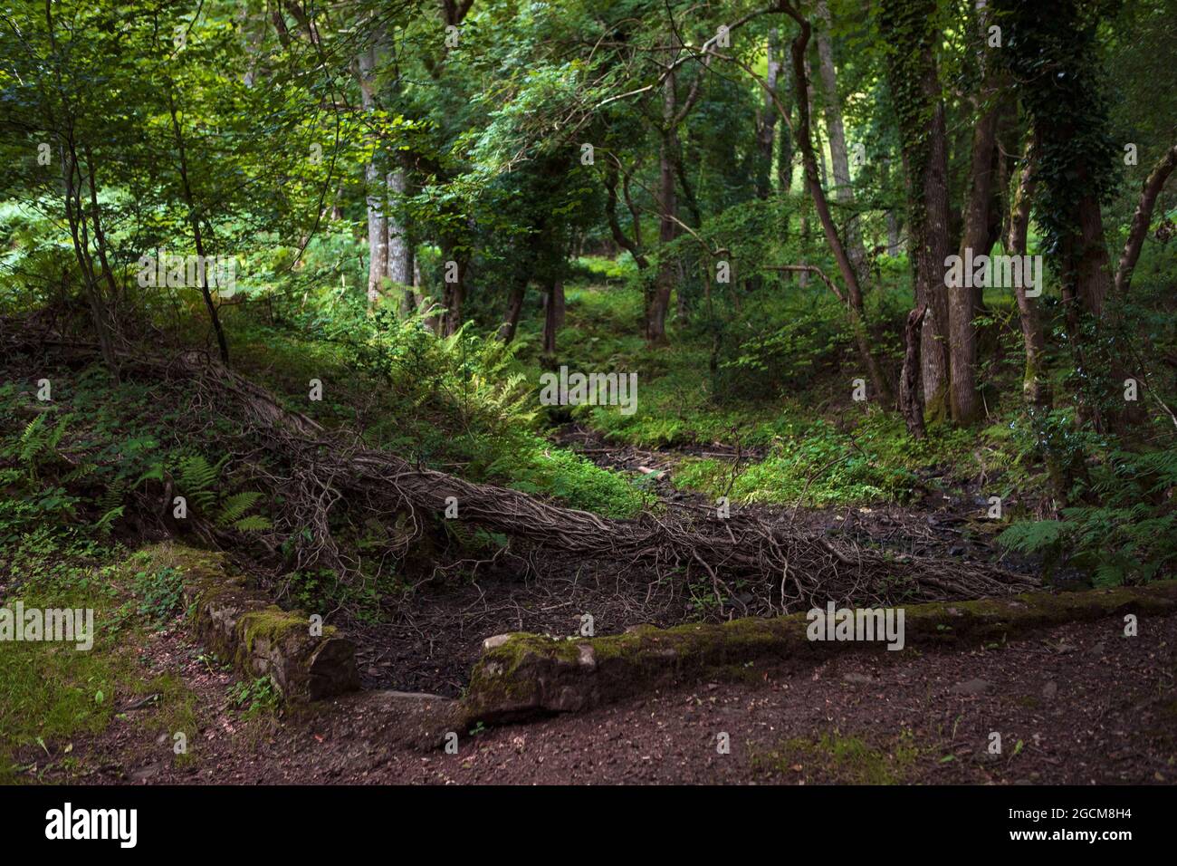 Árboles verdes en bosque misterioso. Bosque inglés, densos matorrales, hermoso paisaje