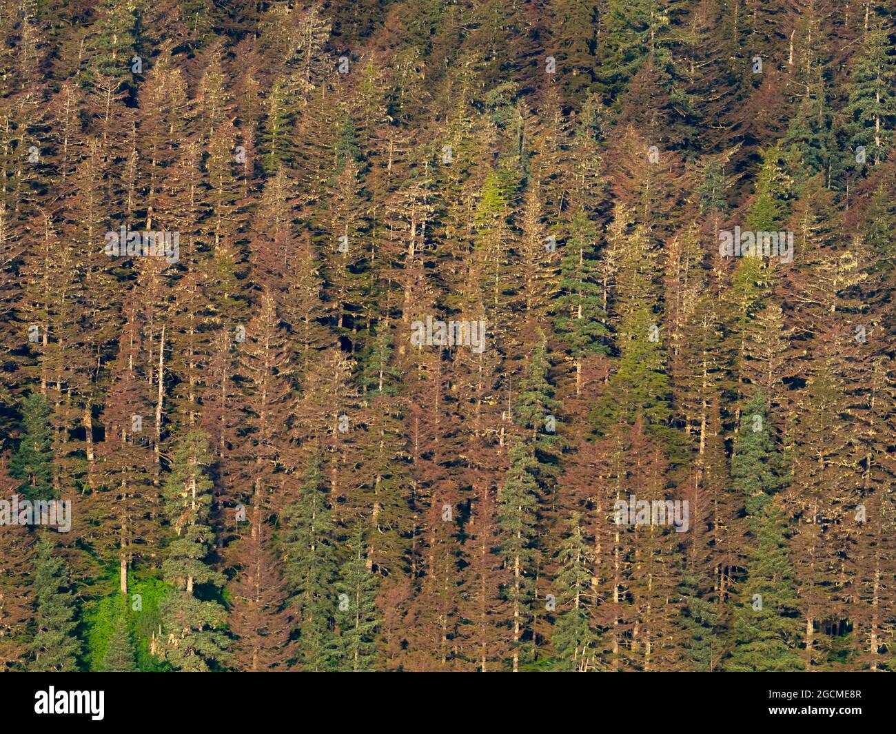 Los árboles de Hemlock del Oeste que mueren de larvas de la mosca del hemlock, Neodiprion tsugae, debido al cambio climático en Tongass National Forest, Southeast, Alaska, USA Foto de stock