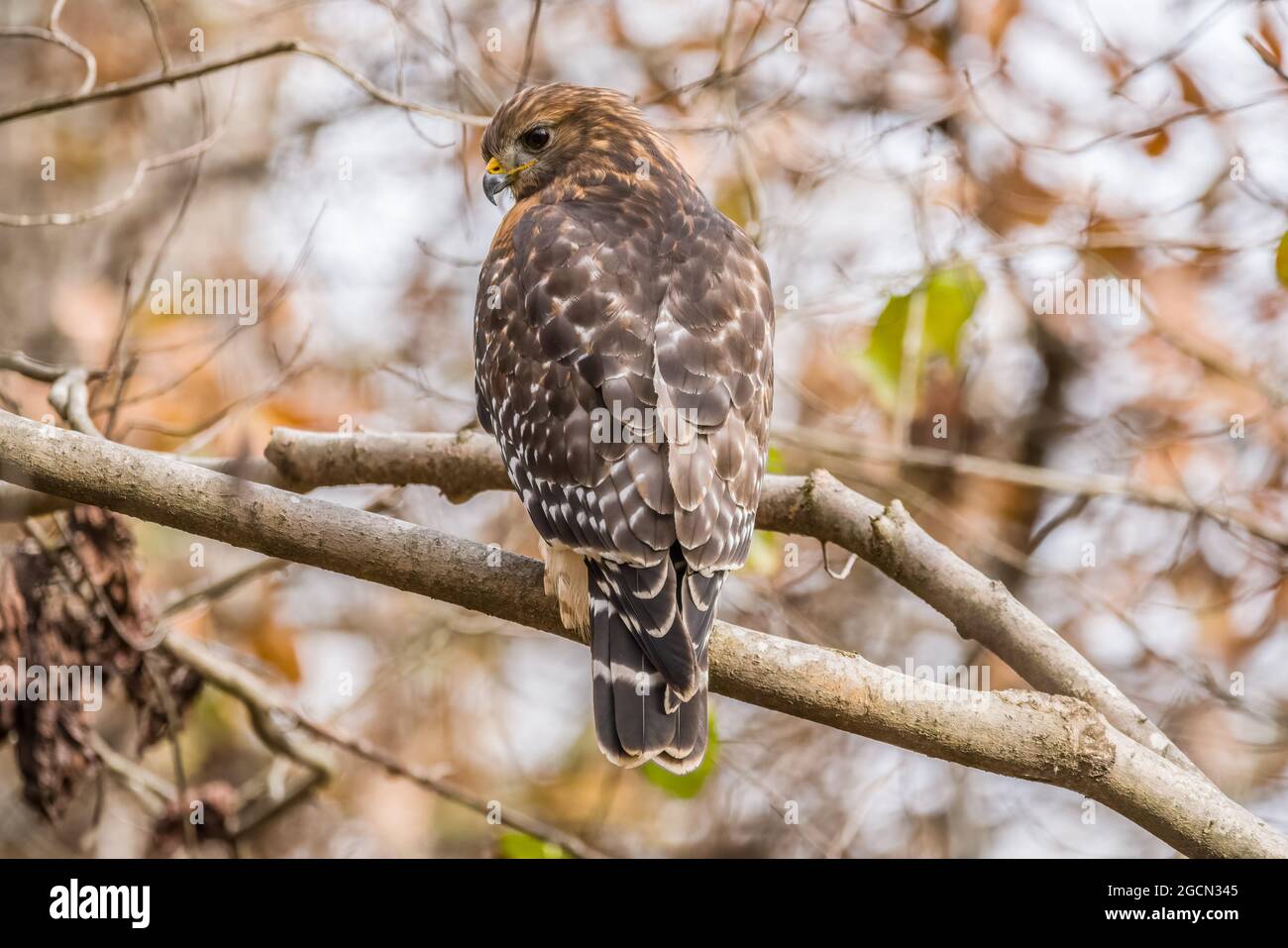 Un halcón de Cooper encaramado en una rama de árbol mirando hacia abajo sobre su hombro con la parte trasera mirando hacia arriba en el árbol en el bosque en un día brillante Foto de stock