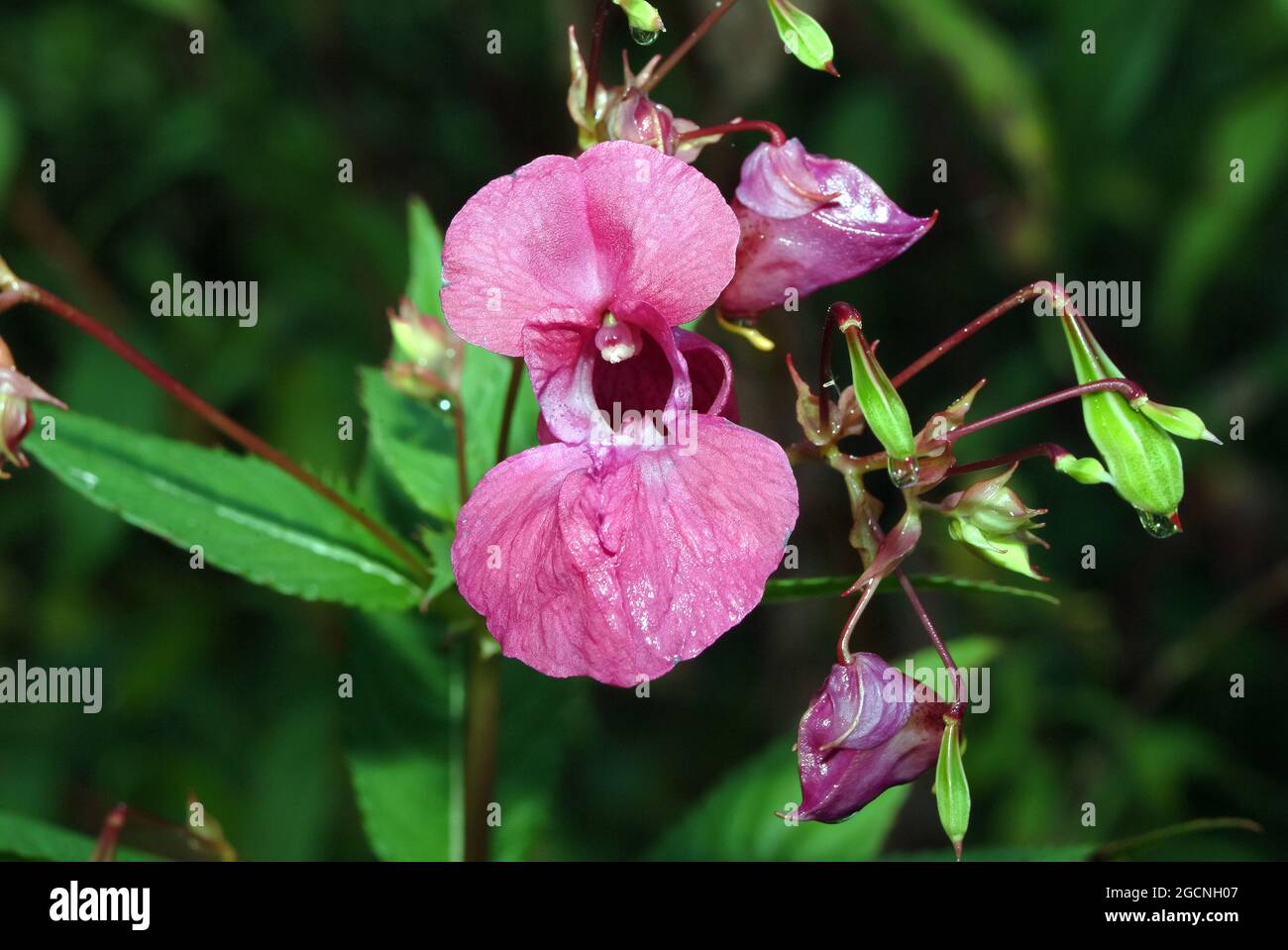 Casco de policía, bobby tops, Copper tops, Drüsiges Springkraut, Rotes Springkraut, Impatiens glandulifera, bíbor nebáncsvirág, Hungría, Europa Foto de stock