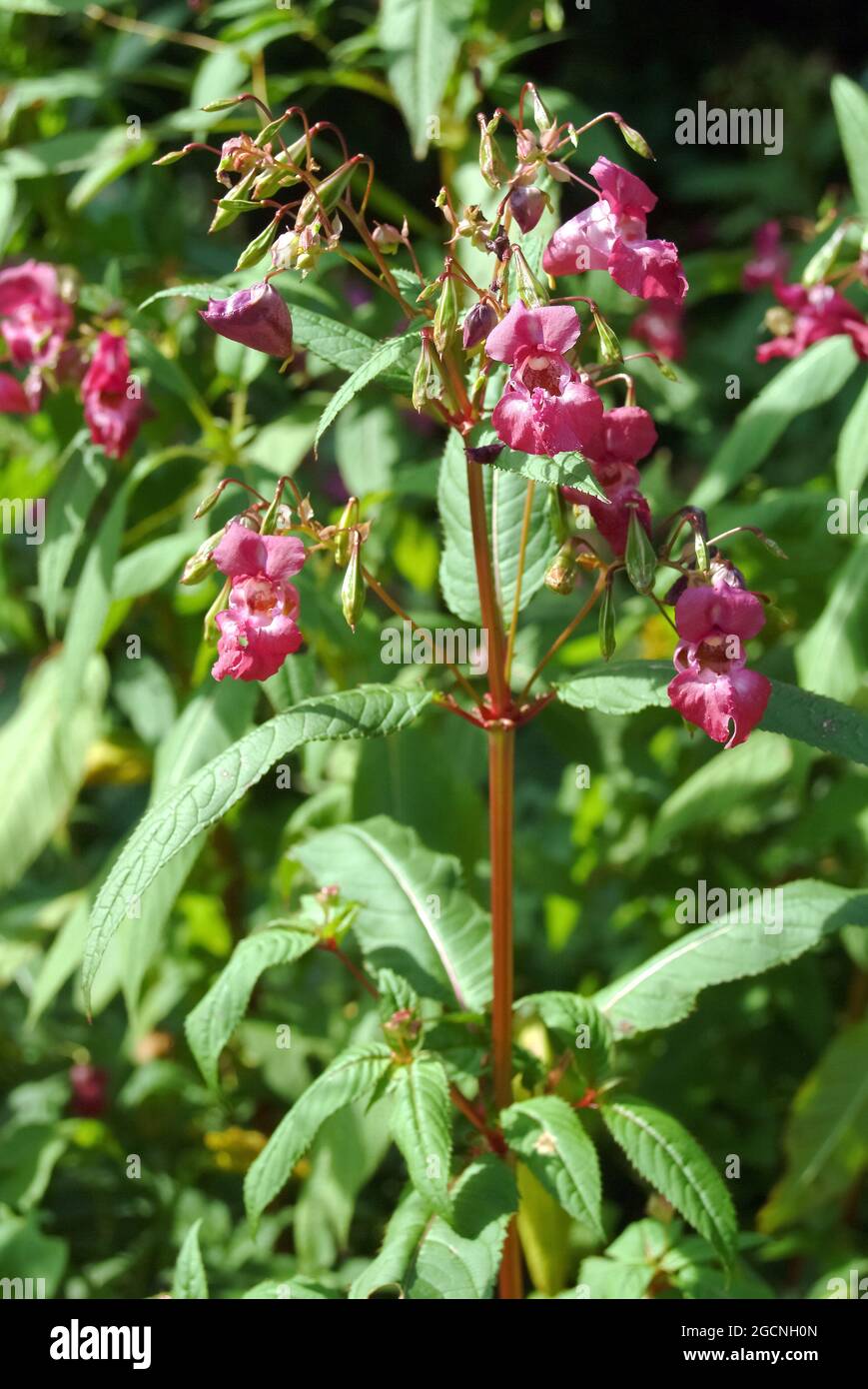 Casco de policía, bobby tops, Copper tops, Drüsiges Springkraut, Rotes Springkraut, Impatiens glandulifera, bíbor nebáncsvirág, Hungría, Europa Foto de stock