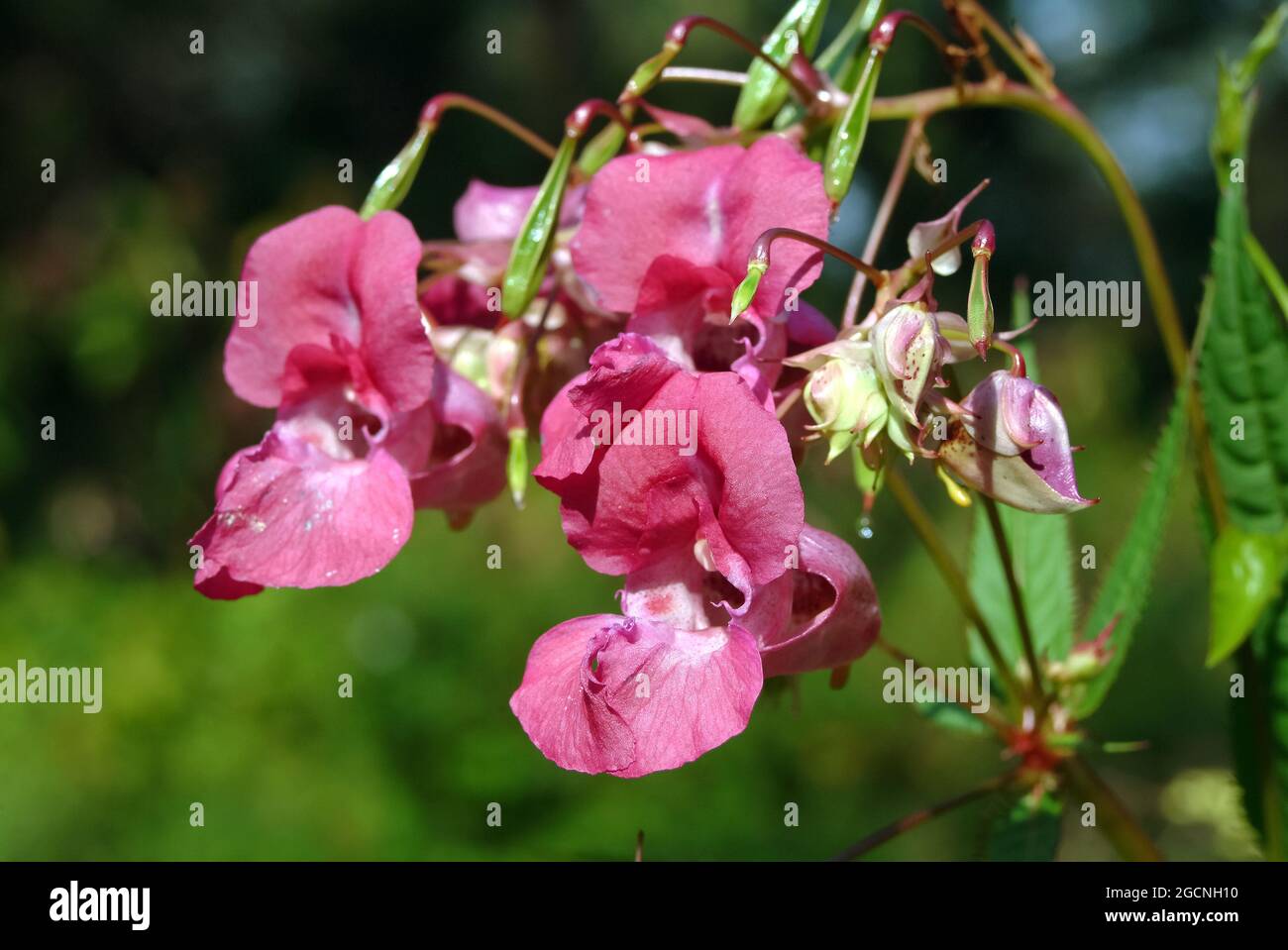 Casco de policía, bobby tops, Copper tops, Drüsiges Springkraut, Rotes Springkraut, Impatiens glandulifera, bíbor nebáncsvirág, Hungría, Europa Foto de stock