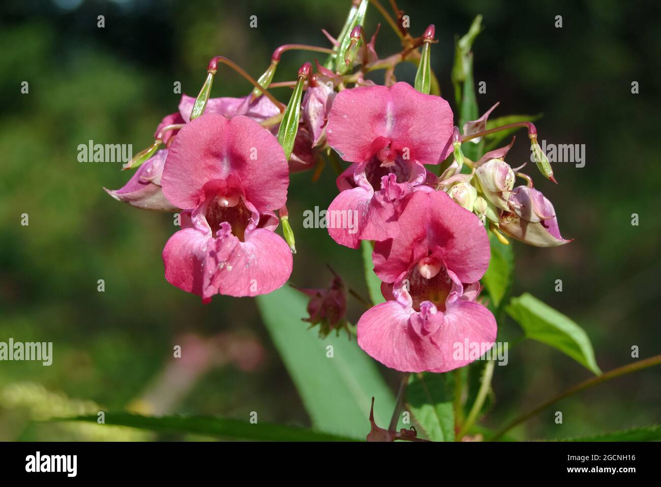 Casco de policía, bobby tops, Copper tops, Drüsiges Springkraut, Rotes Springkraut, Impatiens glandulifera, bíbor nebáncsvirág, Hungría, Europa Foto de stock