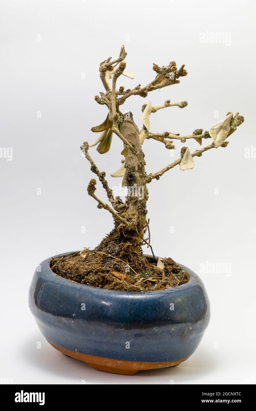 Bonsai muerto fotografías e imágenes de alta resolución Alamy