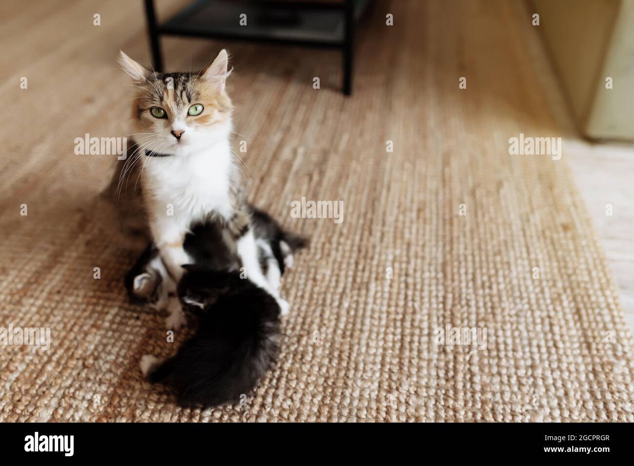 Madre Gato De Enfermería Fotografías E Imágenes De Alta Resolución Alamy