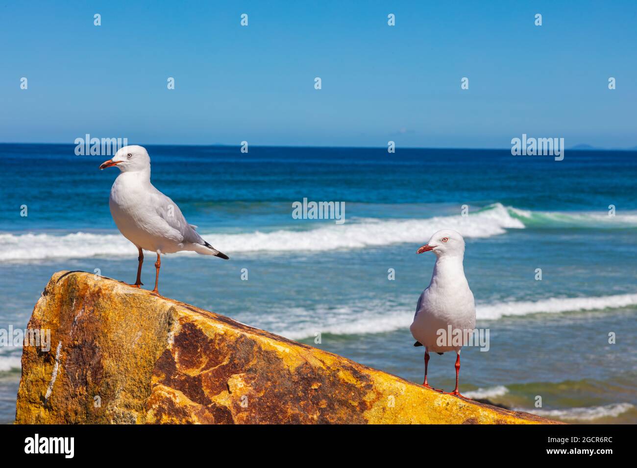 Gaviotas sentadas en una roca en la playa cerca de Sunshine Coast, Australia. Cerca de las aves blancas con el Océano Pacífico en el fondo. Gaviotas en Foto de stock