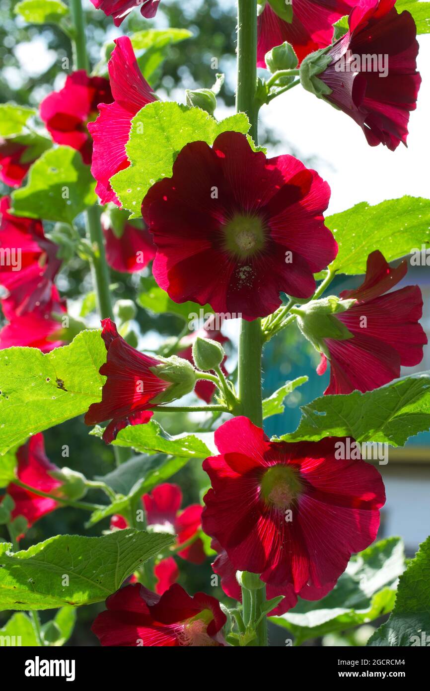 Muchas flores rojas de malvada en el tallo de una planta en un día soleado. Foto de stock