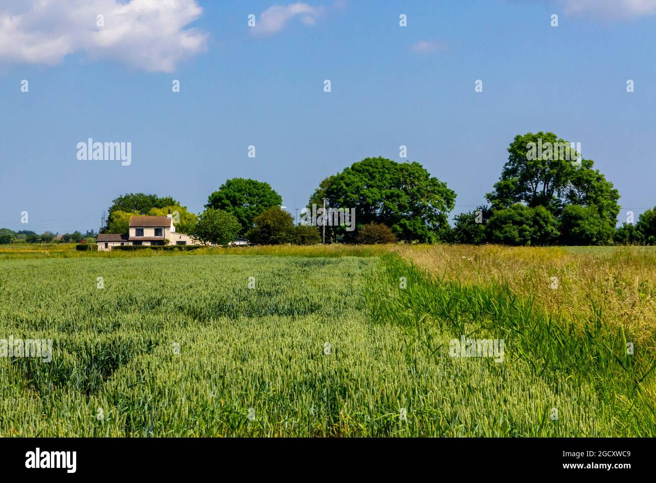 Tierras de labranza en junio cerca de Wainfleet en Lincolnshire East Midlands Inglaterra Reino Unido Foto de stock