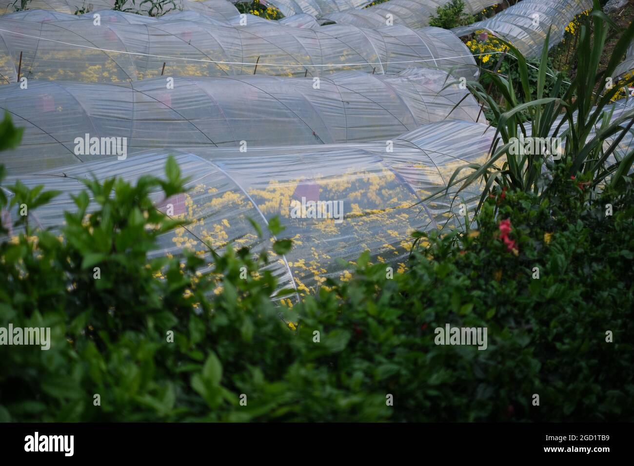 Filas de invernaderos con miríadas de flores cultivadas en terrazas en la remota región montañosa del norte de Tailandia Foto de stock