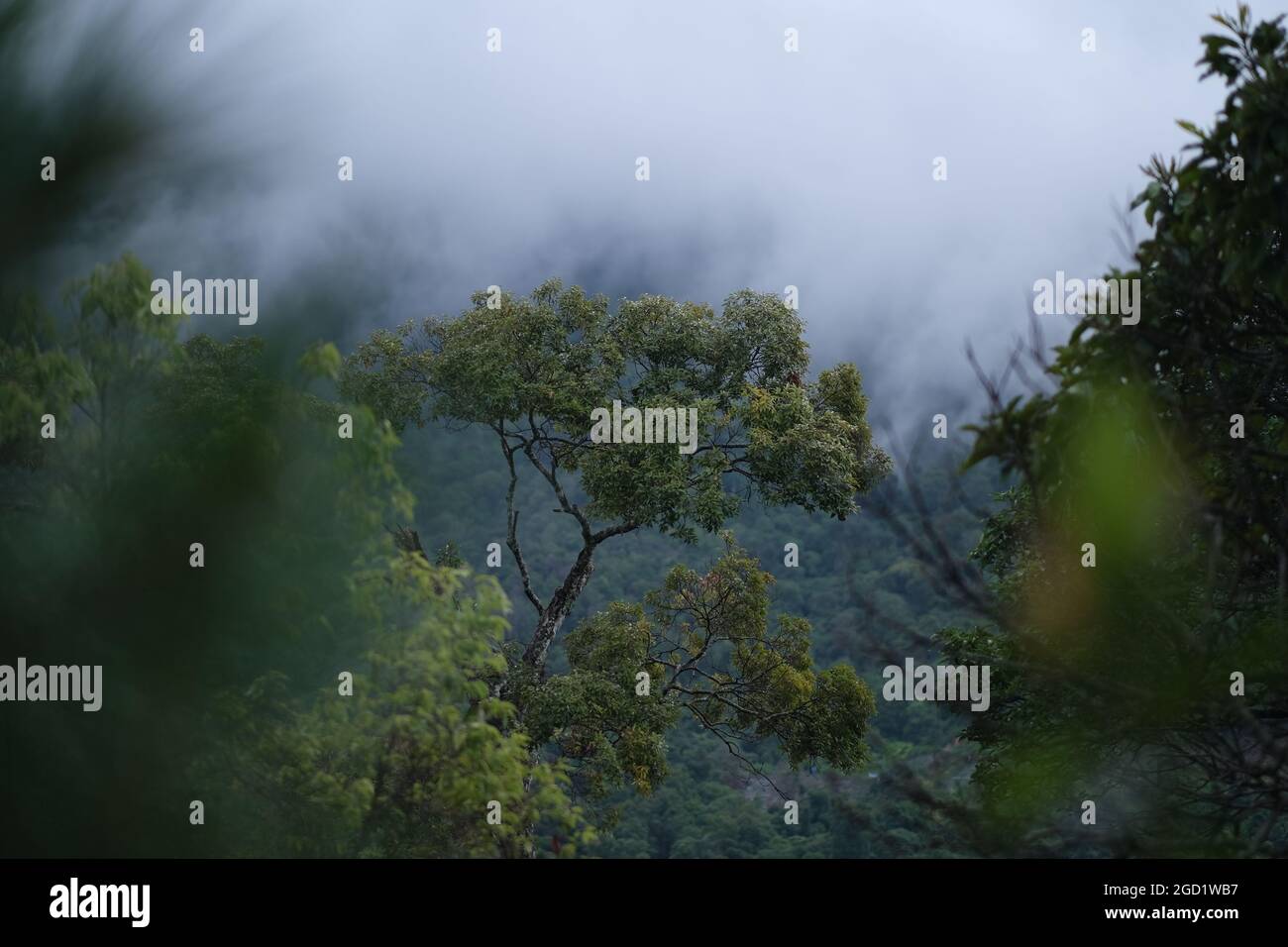 Un viejo árbol superviviente solitario está extendiéndose sus ramas sobre bosques de tierras altas con niebla en una ubicación remota del norte de Tailandia Foto de stock