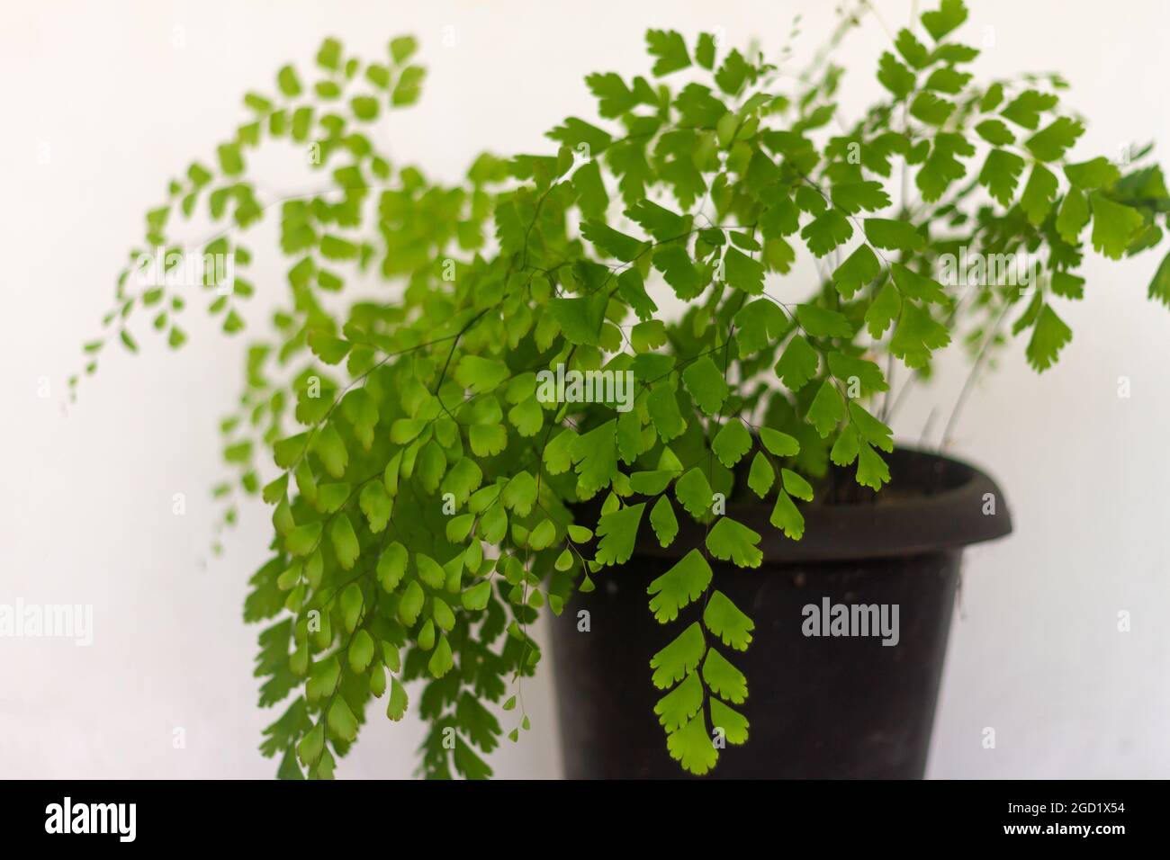 Las plantas de Adiantum tienen hojas pequeñas que son finas y verdes Foto de stock