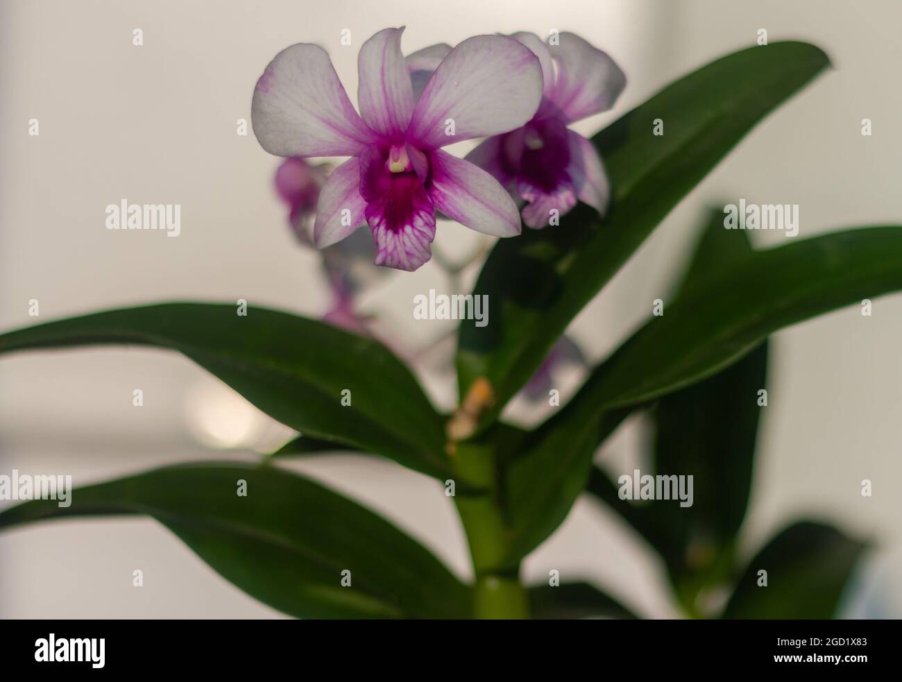 Las plantas de orquídeas florecen en blanco y púrpura Foto de stock