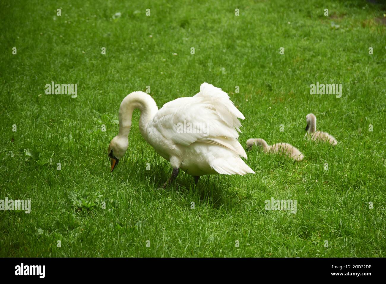 Padre Swan y cygnets en la hierba comiendo Foto de stock