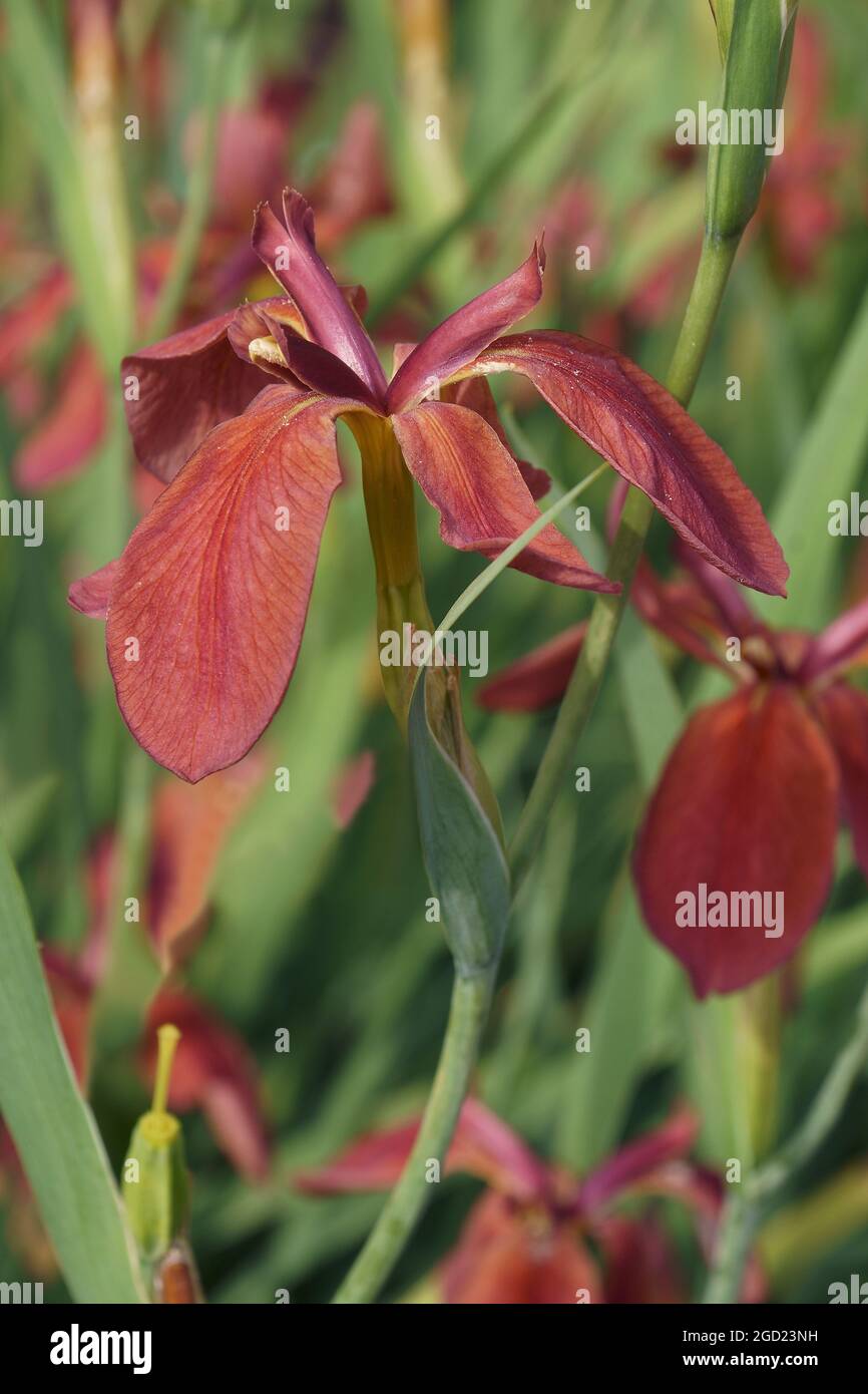 Iris de cobre (Iris fulva). Foto de stock