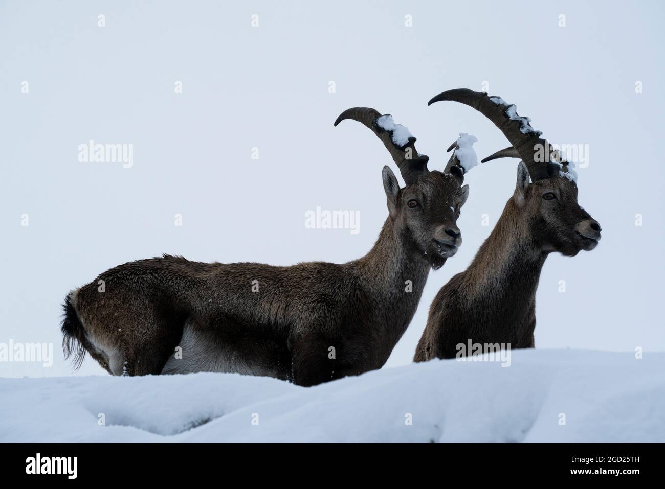 zoología / animales, mamífero / mamífero (Mammalia), ibex (Capra), ibexes, bucks en el Gamsgrube, DERECHOS ADICIONALES-ACLARAMIENTO-INFO-NO DISPONIBLE Foto de stock