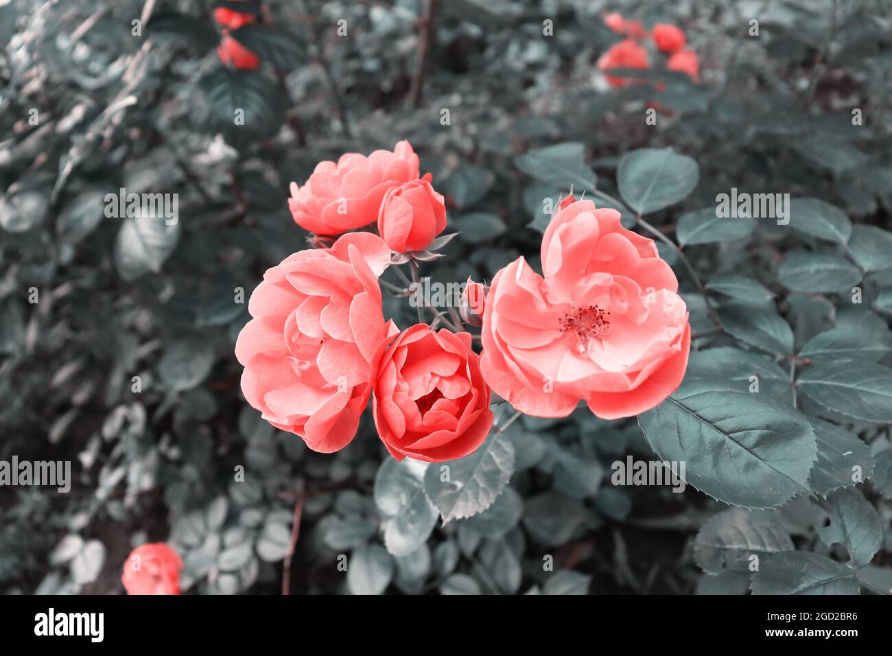 Hermoso y delicado fondo de flores rosadas. Romántica flor en el jardín Foto de stock