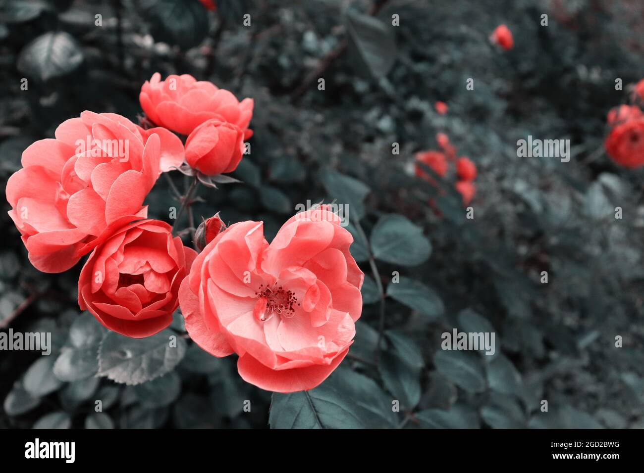 Fondo natural con flores y plantas delicadas. Hermosa escena romántica en  el jardín Fotografía de stock - Alamy