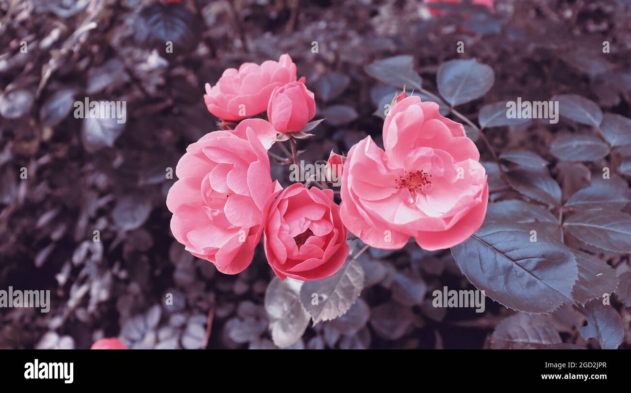 Hermoso y delicado fondo de flores rosadas. Romántica flor en el jardín Foto de stock