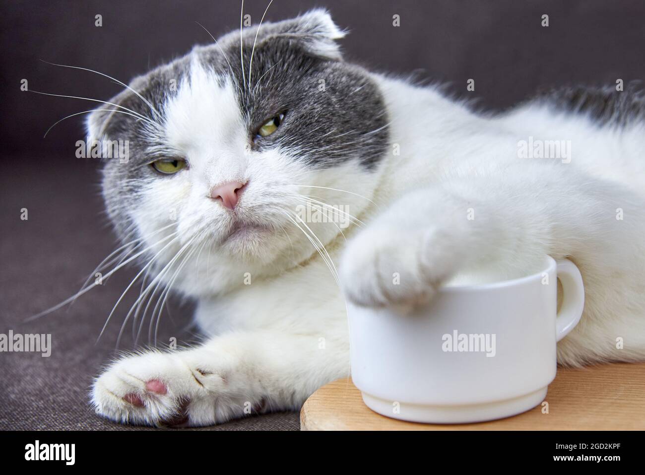 Un lindo gato con peto puso su pata en una taza de café Fotografía de stock  - Alamy