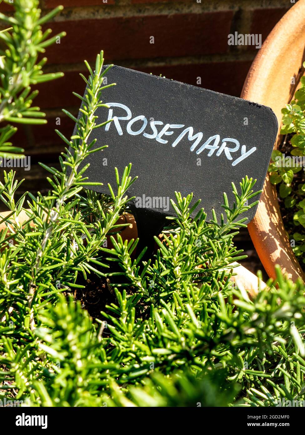 HERB ROSEMARY LABEL GARDEN Salvia rosmarinus, comúnmente conocido como romero, es un arbusto con