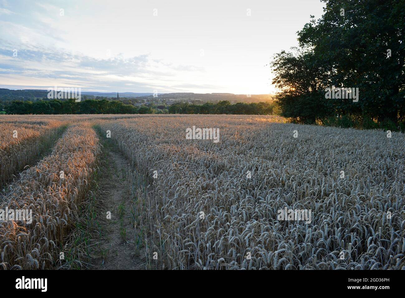 Campo de Trigo Masham North Yorkshire Inglaterra Reino Unido Foto de stock