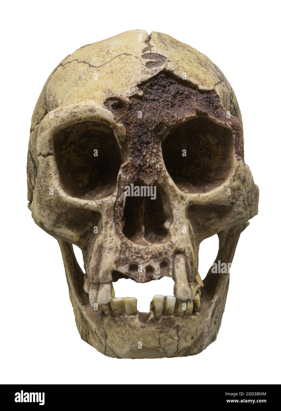 Cráneo de Homo floresiensis ('Hombre Flores'; apodado 'Hobbit') es una especie de pequeño arcaico humano que habitó la isla de Flores, Indonesia Fotografía de stock - Alamy Cráneo de Homo floresiensis ('Hombre Flores'; apodado 'Hobbit') es una especie de pequeño arcaico humano que habitó la isla de Flores, Indonesia Fotografía de stock - Alamy