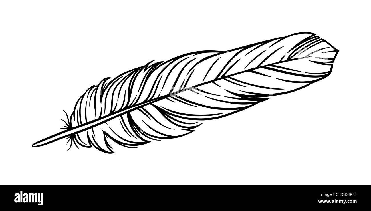 Pluma de pájaro para un eneldo. Pluma de escritura aislada en fondo blanco.  Ilustración vectorial dibujada a mano Imagen Vector de stock - Alamy