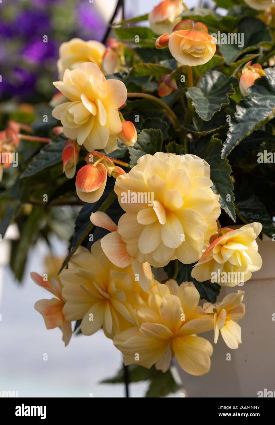 Grandes flores amarillas de begonia en maceta de flores en jardín  decorativo de verano . Flores de temporada Fotografía de stock - Alamy