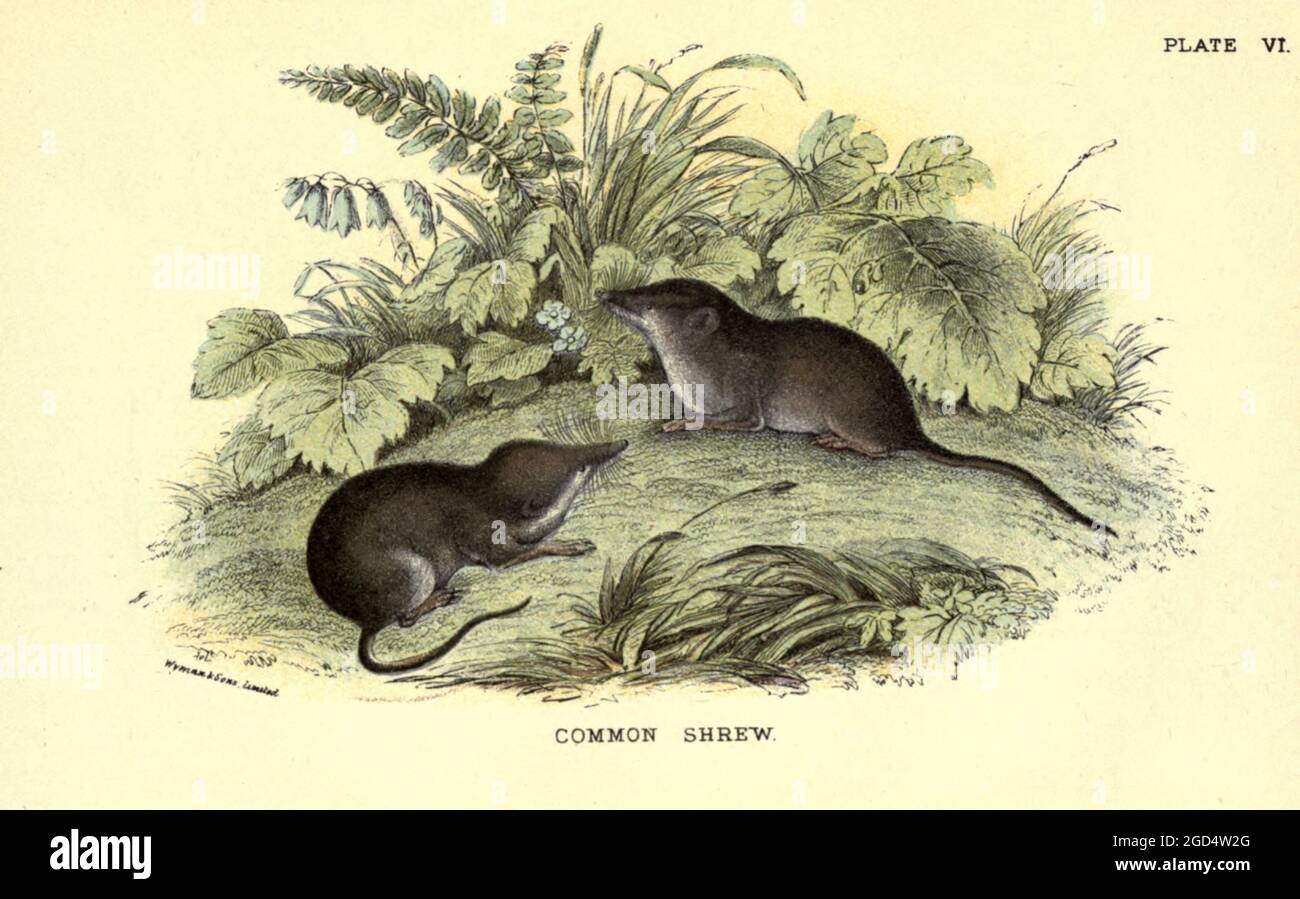 La shrew común (Sorex araneus aquí como Sorex vulgaris), también conocida como la shrew eurasiática, es la shrew más común, y uno de los mamíferos más comunes, en toda Europa del Norte, incluyendo Gran Bretaña, Pero excluyendo Irlanda.[3] Es de 55 a 82 milímetros (2,2 a 3,2 pulg) de largo y pesa de 5 a 12 gramos (0,2 a 0,4 oz), y tiene piel marrón oscura aterciopelada con una cara inferior pálida. Las pajaritas juveniles tienen piel más ligera hasta su primera muda. La punta común tiene ojos pequeños, un pico puntiagudo y móvil y dientes de punta roja. Tiene una vida útil de aproximadamente 14 meses. Desde el libro ' UN libro de mano a la m británica Foto de stock