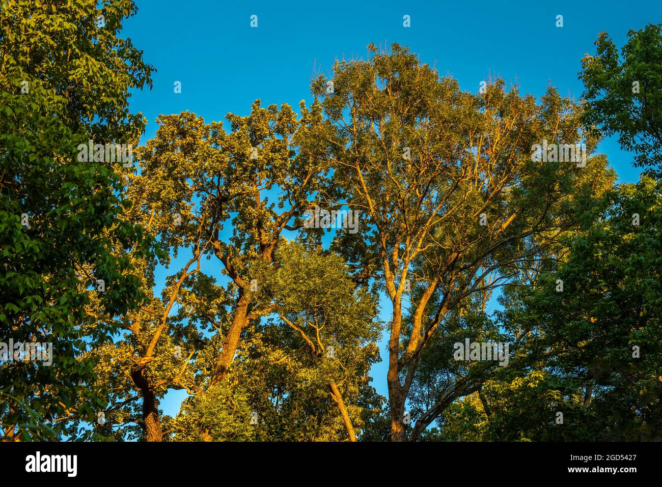 Fondo del bosque de otoño. Vibrante árbol de color naranja, follaje naranja en el parque con un cielo azul. Foto de stock