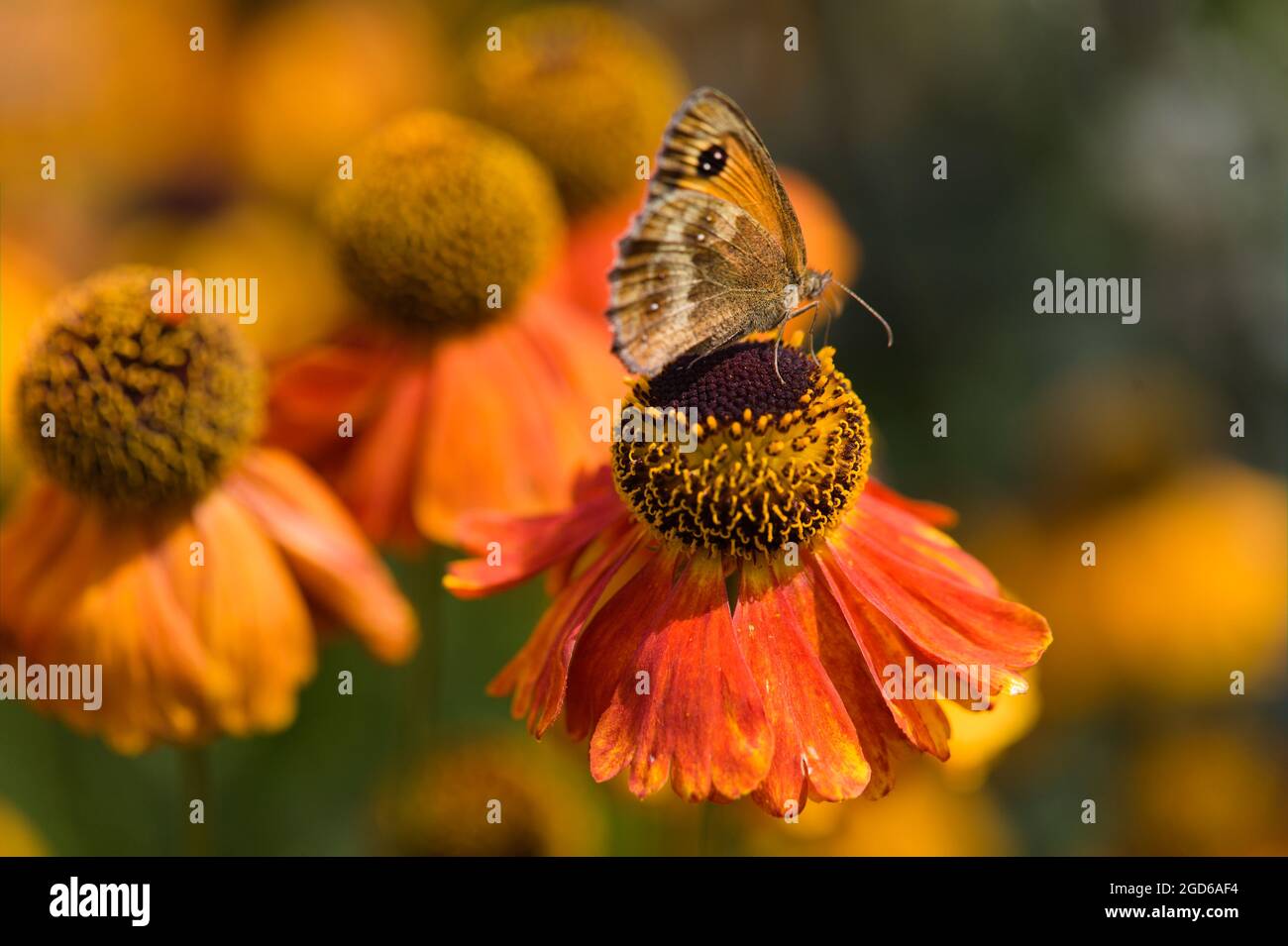 Primer plano de una mariposa de Gatekeeper / Pironia tithonus basking en un Coneflower naranja y amarillo punta / Echinacea Foto de stock