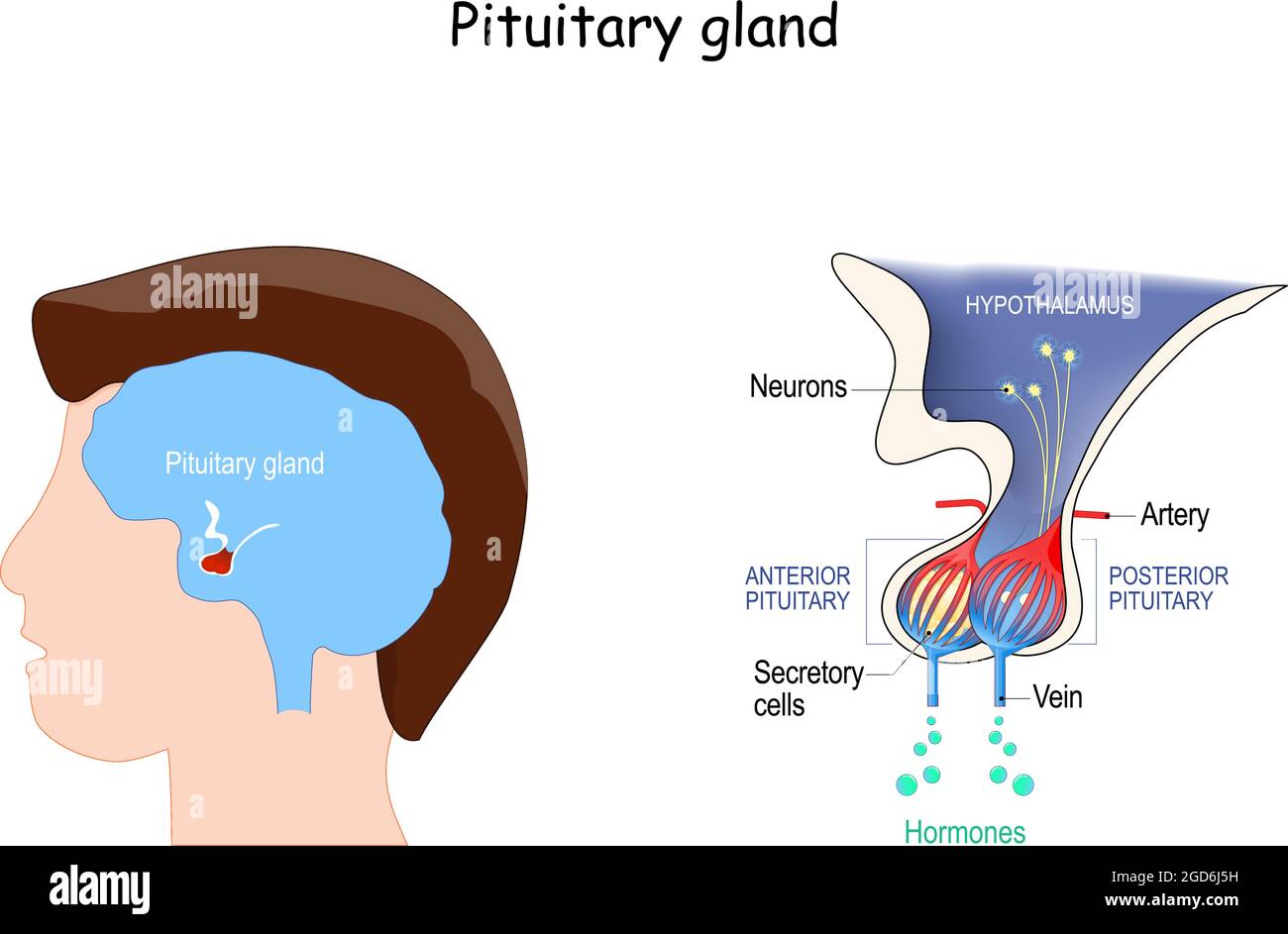 Anatomía de la glándula pituitaria. Localización de la hipofisis. Ilustración vectorial. Diagrama para la educación. Póster médico sobre el cerebro humano Ilustración del Vector