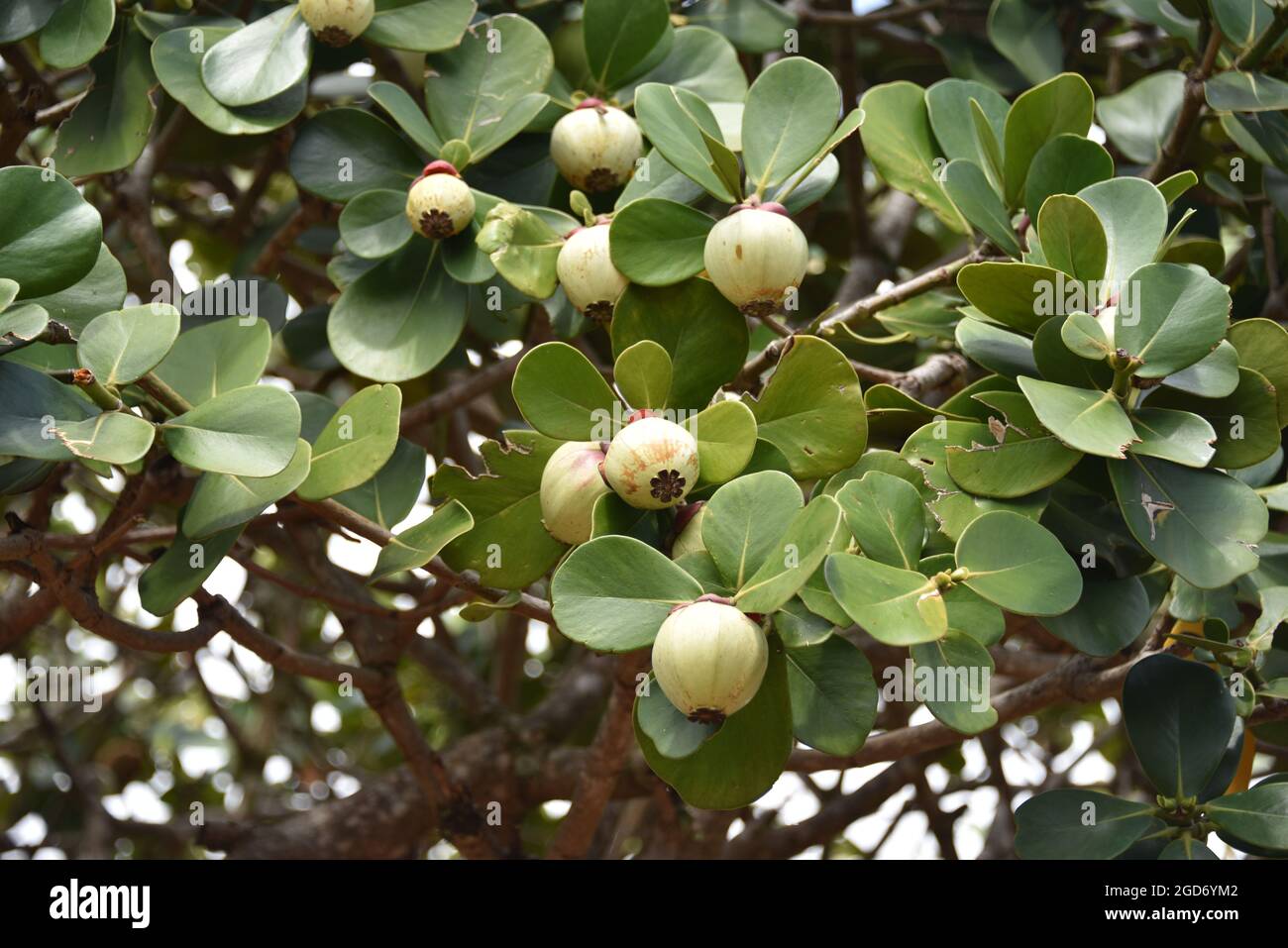 Oahu HI Estados Unidos 6/3&6/2021. Plantación Dole. Jardines. Pineapple