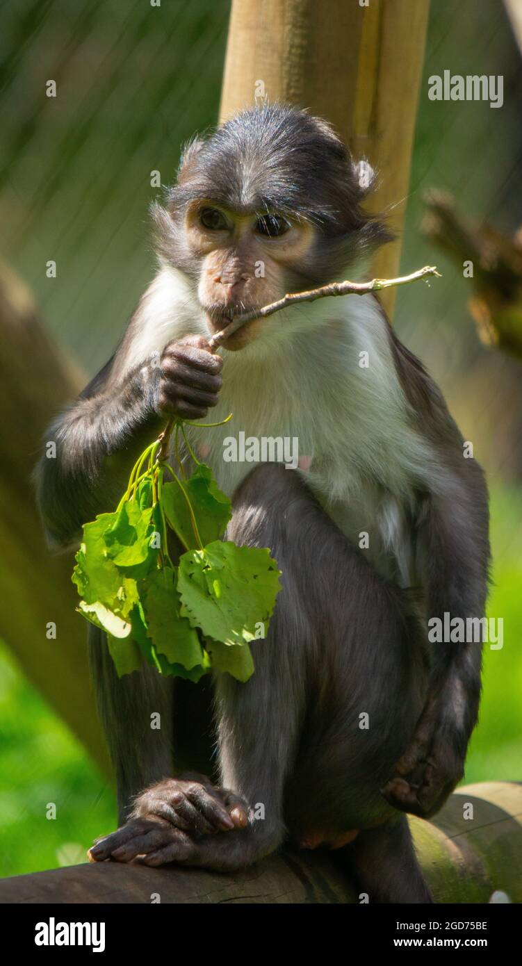 Mono gris comiendo su peluca Fotografía de stock Alamy