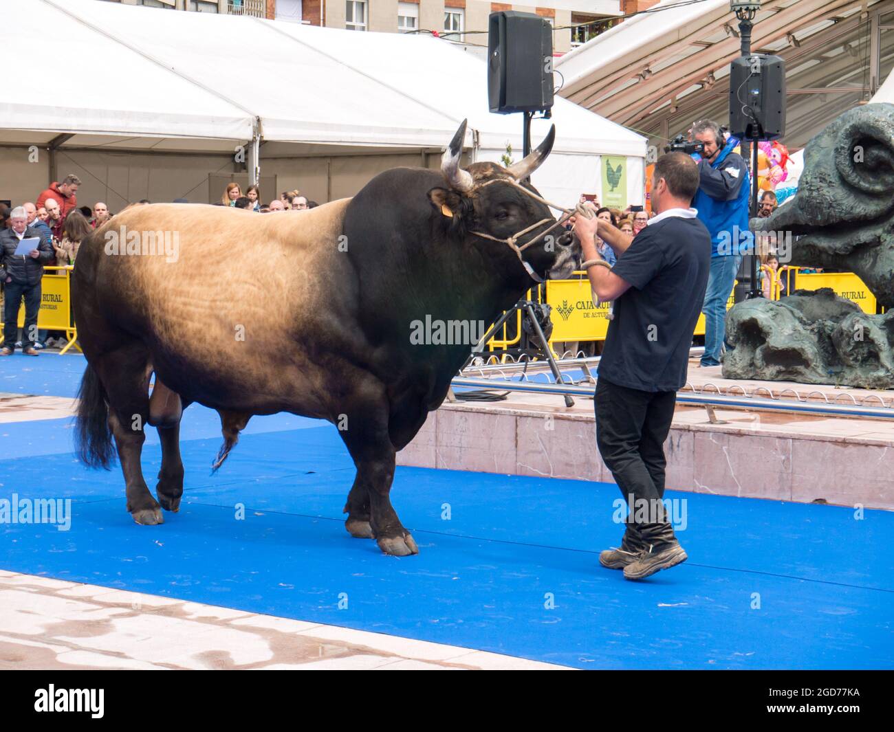 OVIEDO, España - 12 de mayo de 2018: Toro mejor de su raza en la Plaza Ferroviarios Asturianos en el centro de la ciudad en la Feria de la Ascensión, Oviedo, España. Foto de stock